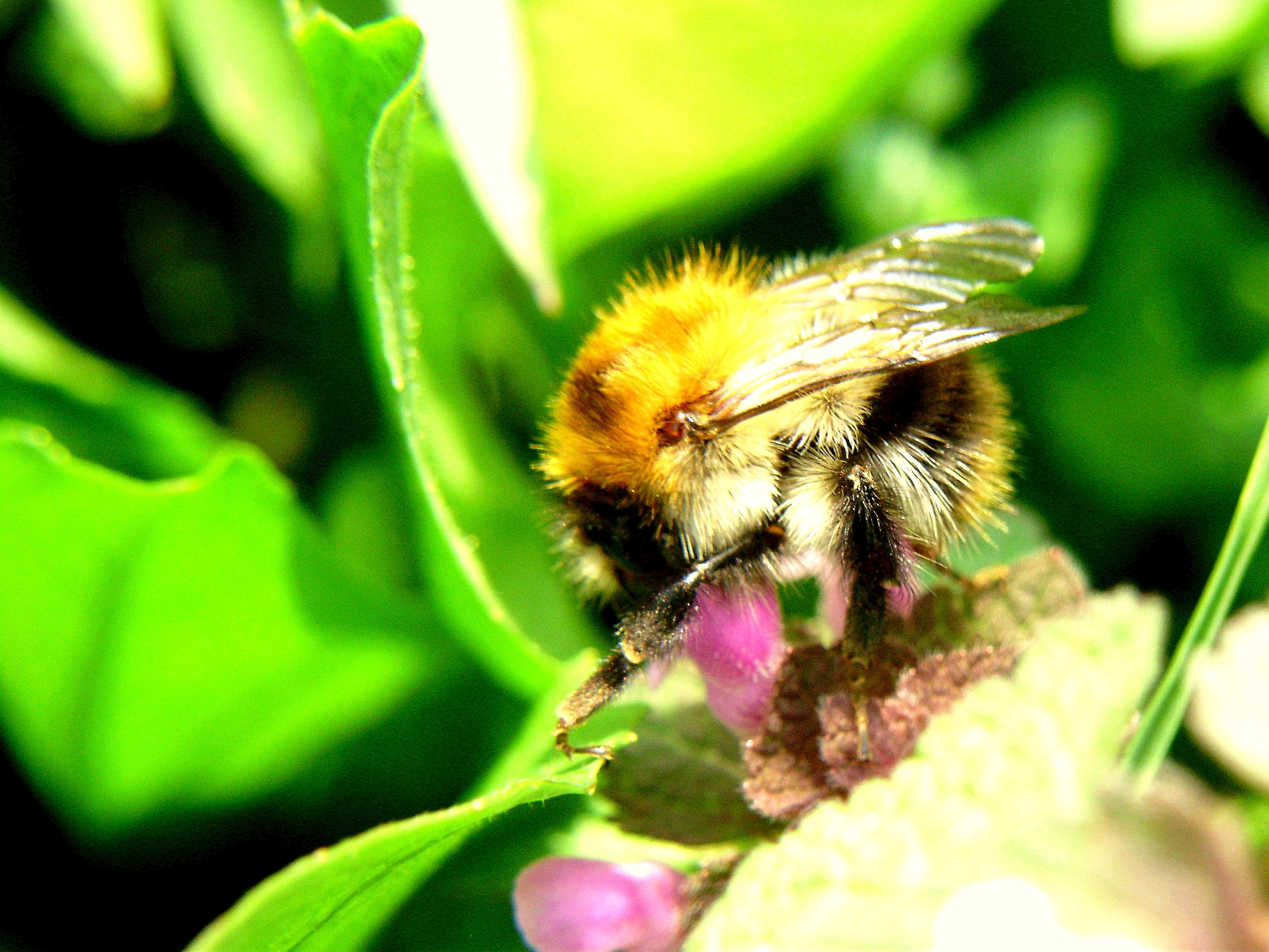 Cmeľ zemný-Bombus terrestris